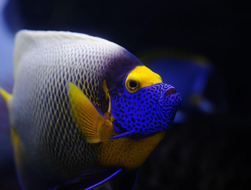 Hurghada: Orange Bay Snorkeling cruise and optional diving - Two water stops, one buffet lunch
