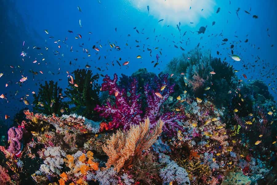 Hurghada: Orange Bay Snorkeling cruise and optional diving - What the $31 price really includes