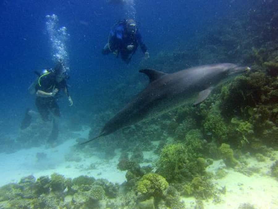 Hurghada, Professionals Diving in Open Water Tour with Lunch - Lunch, drinks, and a useful break on board