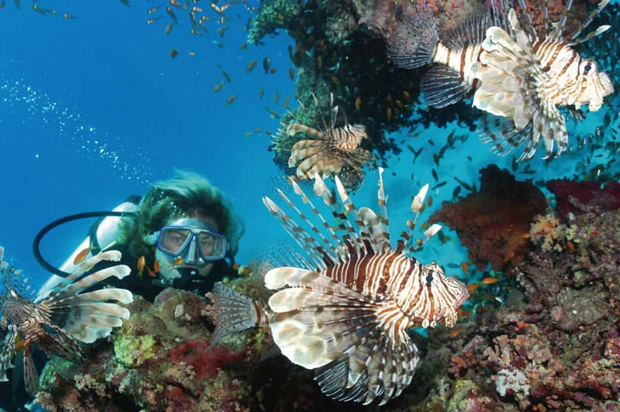 Hurghada, Professionals Diving in Open Water Tour with Lunch - The reef scenery and what you may see