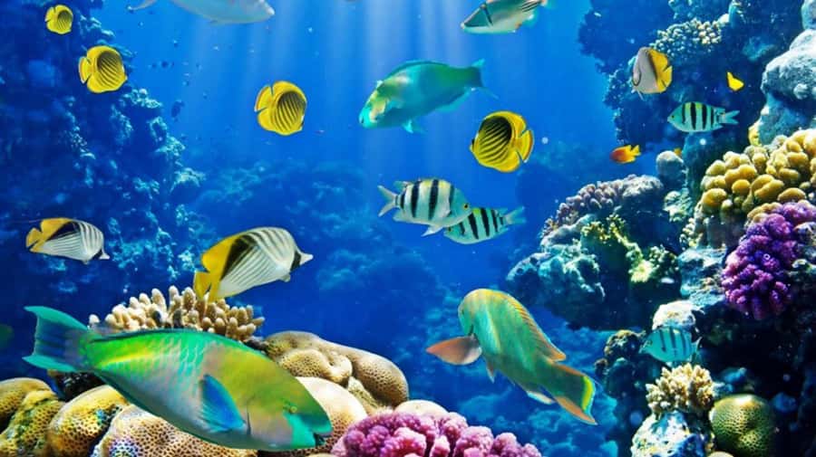 Hurghada: Scuba Diving cruise with lunch & pickup - Should you book it?