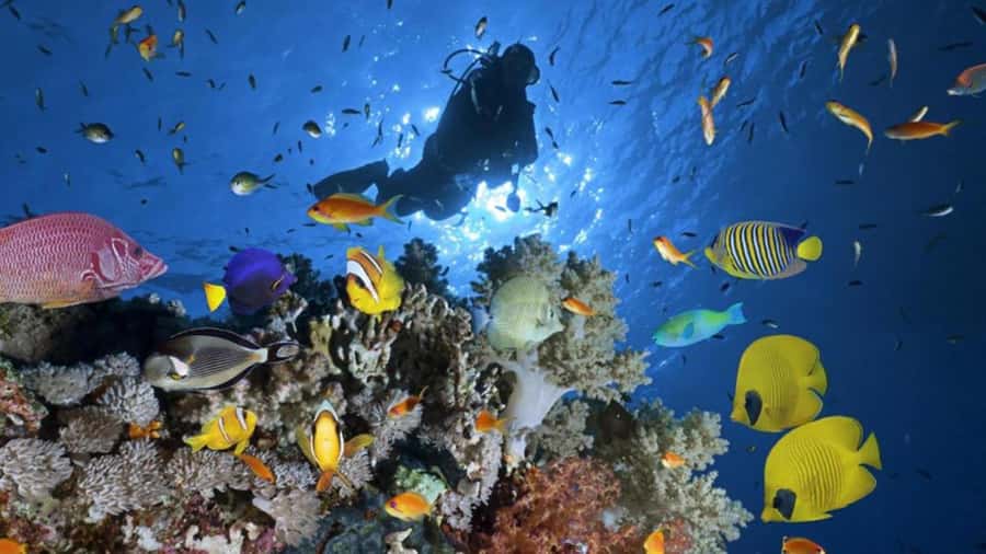 Hurghada: Scuba Diving cruise with lunch & pickup - The 90-minute surface interval