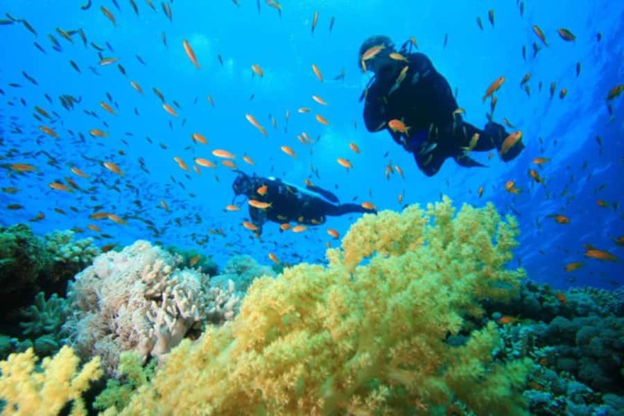 Hurghada: Scuba Diving cruise with lunch & pickup - Price and what the $40 includes