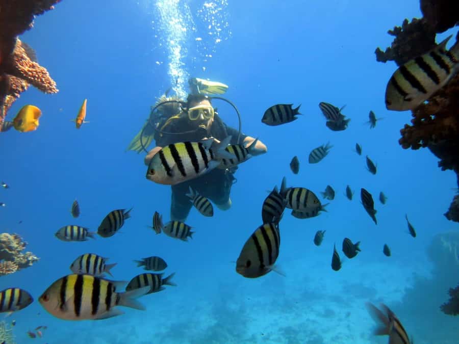 Hurghada: Scuba Diving cruise with lunch & pickup - Organization, group size, and language