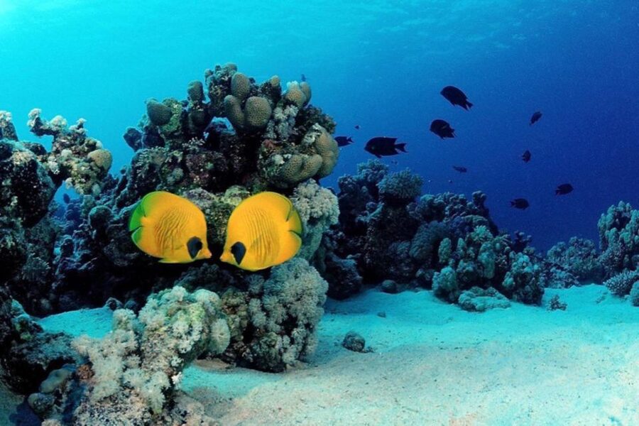 Hurghada: Scuba Diving cruise with lunch & pickup - Who will enjoy this Red Sea cruise?