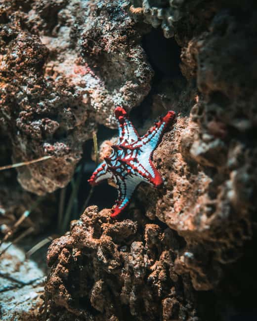 Hurghada: Scuba Diving for Beginners & Certified Divers - How much value do you get for $30?