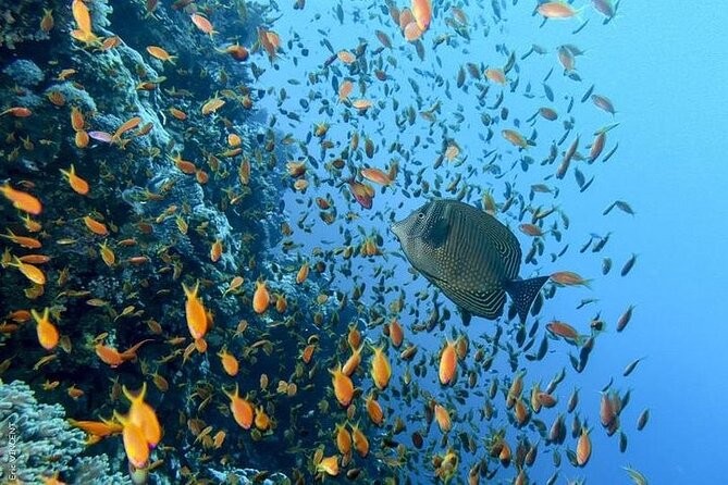 Hurghada Scuba Diving Full Day Boat Trip for beginners With Lunch & Transfer - What makes the two sites useful
