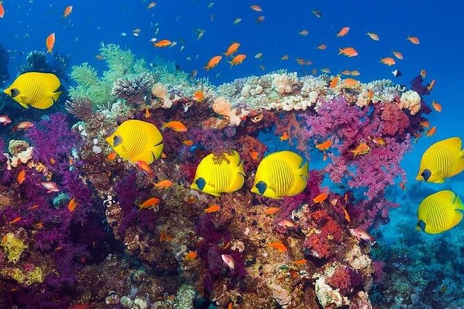 Hurghada Scuba Diving Full Day Boat Trip for beginners With Lunch & Transfer - The group size and the feel of the boat