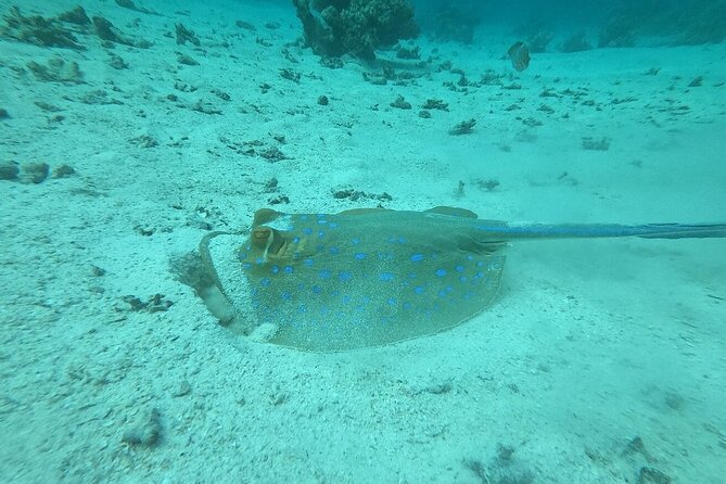 Hurghada Scuba Diving Full Day Boat Trip for beginners With Lunch & Transfer - Is $21.25 a good price?
