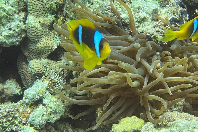 Hurghada Scuba Diving Full Day Boat Trip for beginners With Lunch & Transfer - The 8:00 a.m. pickup from Hurghada