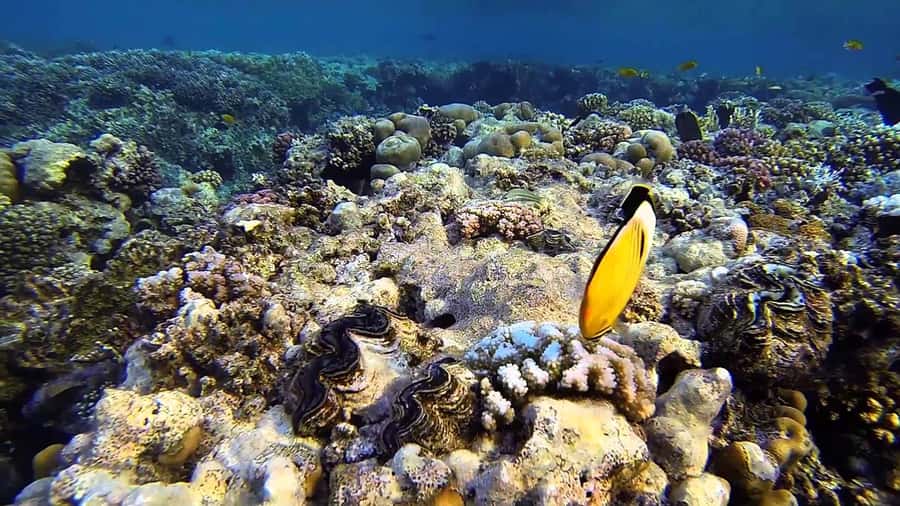 Hurghada Scuba Diving Trip with Pick-up, Lunch - Cancellation, Timing, and Small Practical Details