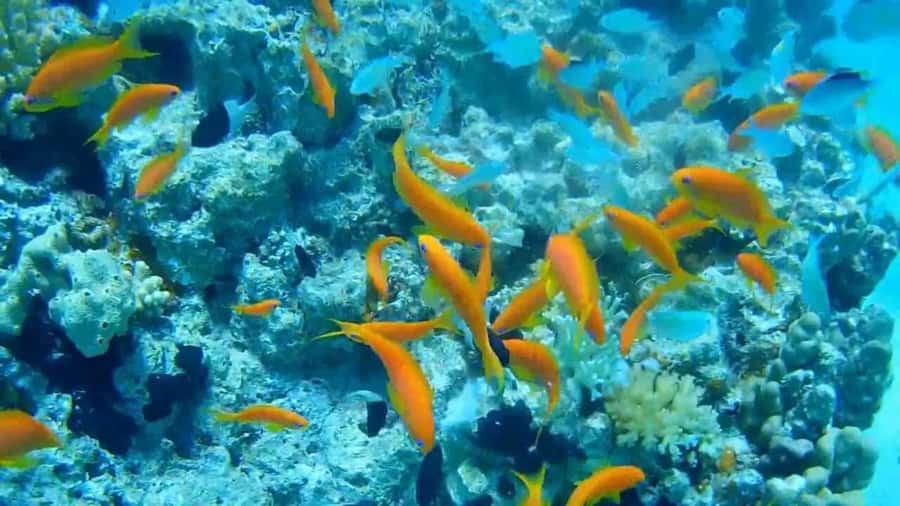 Hurghada Scuba Diving Trip with Pick-up, Lunch - The Second Session and Optional Snorkeling