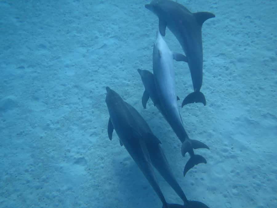 Hurghada Scuba Diving Trip with Pick-up, Lunch - Boat Size, Atmosphere, and Staff