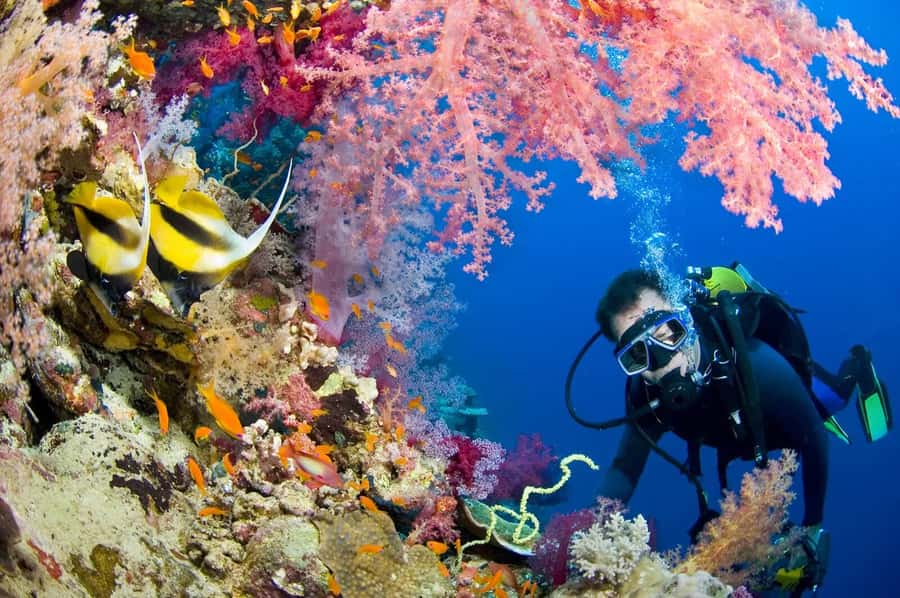 Hurghada Scuba Diving Trip with Pick-up, Lunch - Who Will Enjoy This Trip Most