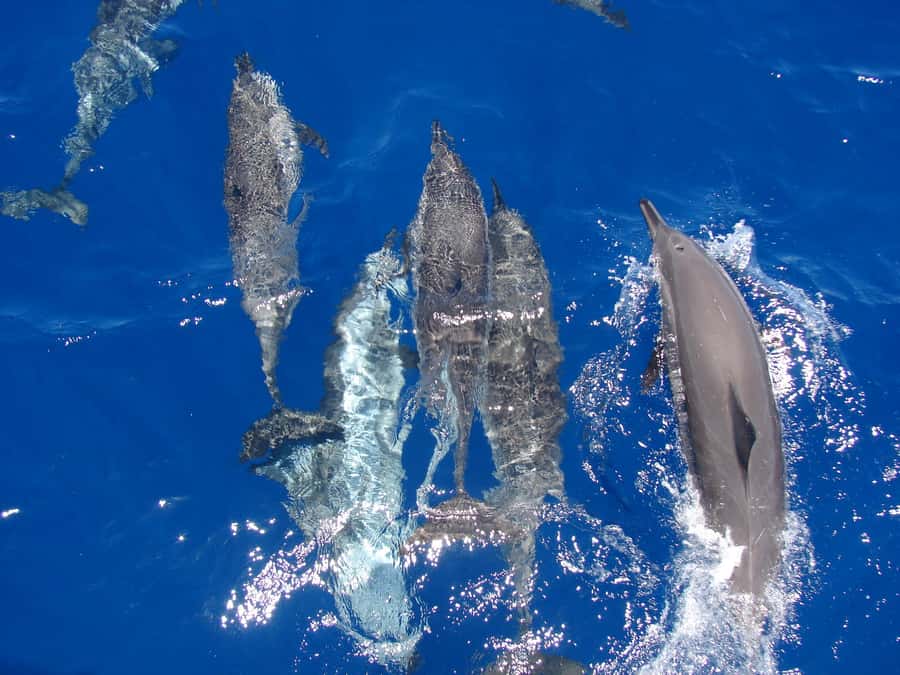 Hurghada: Snorkeling 6 x 1 to Orange Bay w Diving & Massage - A comfortable yacht with room to choose your pace