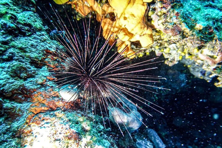 Hvar: Try Dive/Discover Scuba Diving Program - Small groups make the instruction more useful