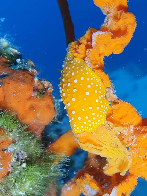 Hvar: Try Dive/Discover Scuba Diving Program - Who should book this experience?