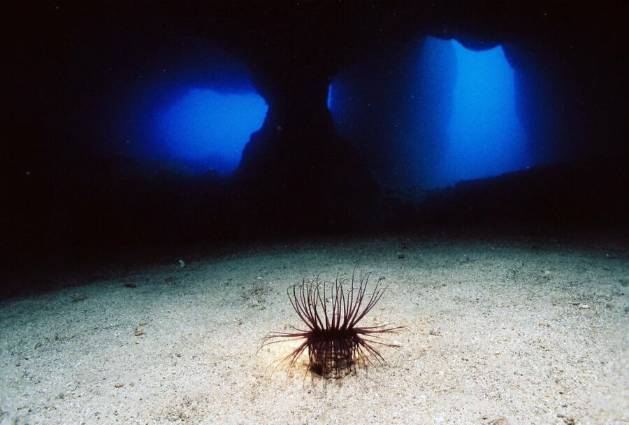 Ibiza: 3.5-Day PADI Open Water Dive Course - First morning: online theory at 10 a.m.