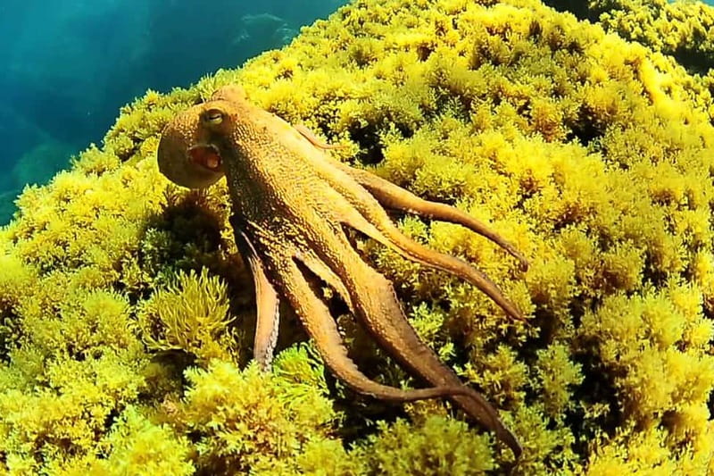 Ibiza: PADI Discover Scuba Diving & Snorkeling Boat Trip - The short ride from San Antonio to the sea