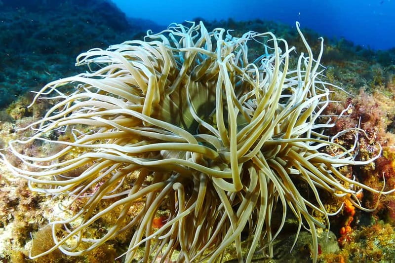Ibiza: PADI Discover Scuba Diving & Snorkeling Boat Trip - About 30 minutes beneath the surface
