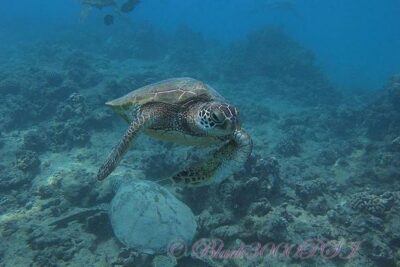Incredibly Fun Coral Reef Giant Sea Turtles 4hour Boat Scuba Tour
