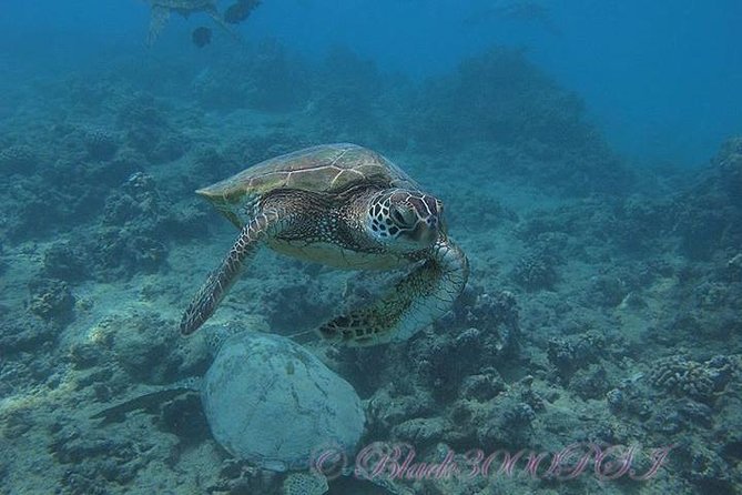 Incredibly Fun Coral Reef Giant Sea Turtles 4hour Boat Scuba Tour - Crew style and group organization