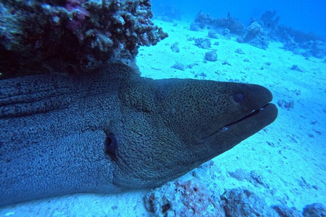 Intro Diving Beginner and Discover Red Sea Underwater - Instructor Support for Nervous Beginners