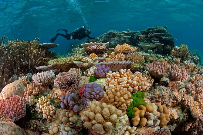 Intro Diving for Beginners 2 Stops Diving with Lunch - Hurghada - Who will enjoy this Red Sea outing