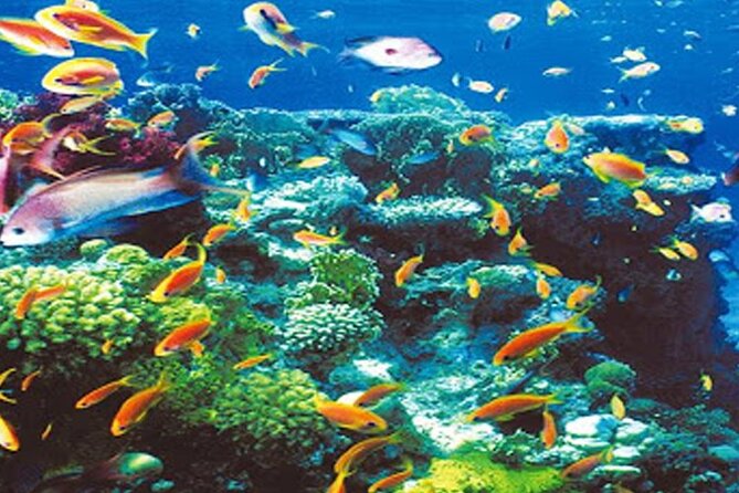 Intro Diving for Beginners in Hurghada with Pick-up and Lunch - Lunch on the Boat and Bottled Water