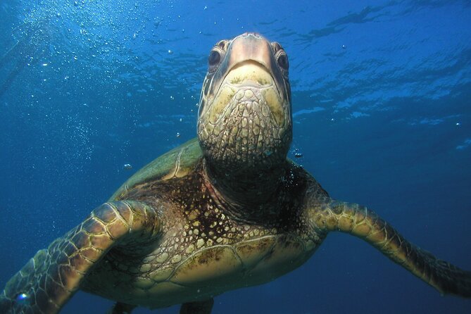 Intro/Refresher Dive Swim Ability Required - Underwater Maui with a guide who knows the area