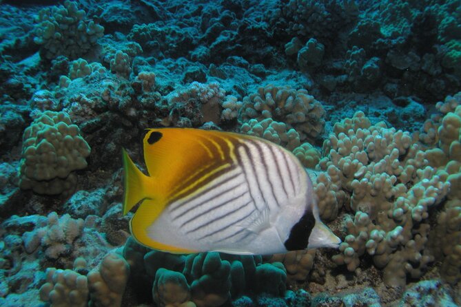 Intro/Refresher Dive Swim Ability Required - Is $239 a fair Maui price?