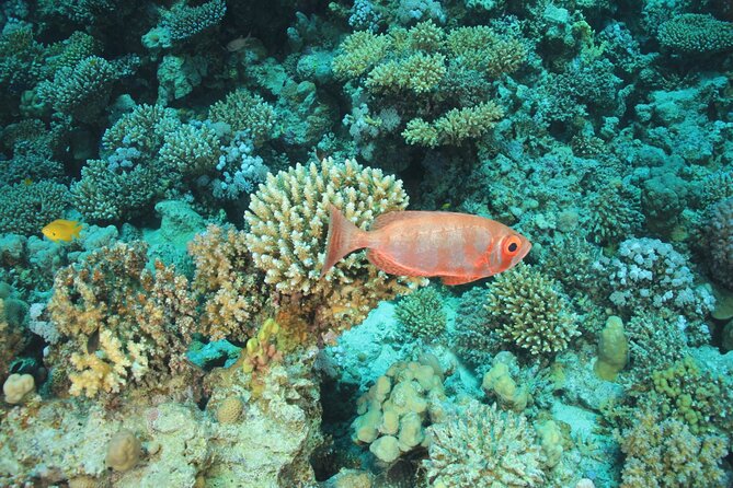 Intro Scuba Diving: 2 Dive Stops With Lunch & transfer - Hurghada - The real cost: $5 plus possible cash fees