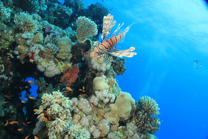 Intro Scuba Diving: 2 Dive Stops With Lunch & transfer - Hurghada - Who should book this experience?