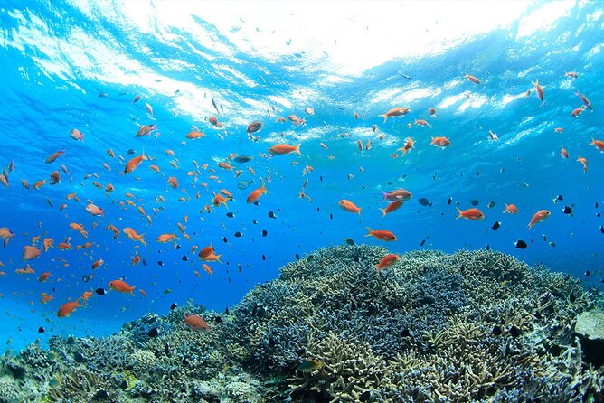 Intro Scuba Diving 2 Stops Trip with Transfers & Lunch - Hurghada - Why this Hurghada boat trip is tempting
