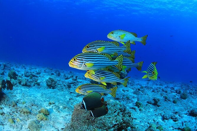 Intro Scuba Diving 2 Stops Trip with Transfers & Lunch - Hurghada - Safety, equipment, and personal responsibility