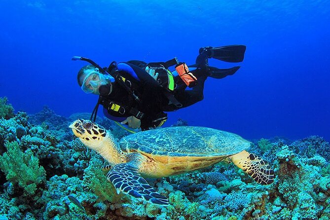Intro Scuba Diving 2 Stops Trip with Transfers & Lunch - Hurghada - Who should book this experience?