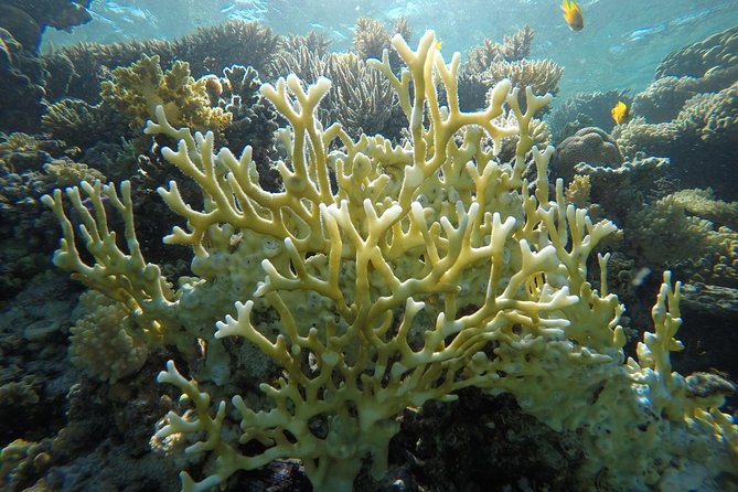 Intro Scuba Diving - Getting from your hotel to Hurghada Marina