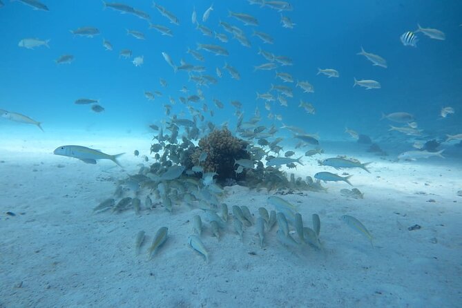 Intro Scuba Diving - The second stop at about 10 meters