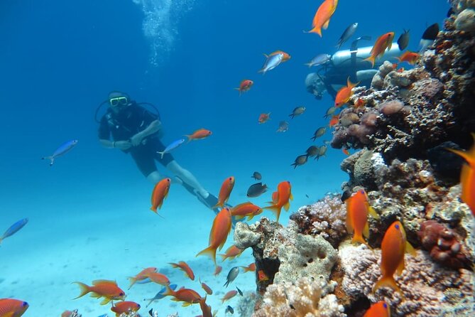 Intro Scuba Diving - Lunch with rice, kofta, chicken, and salads