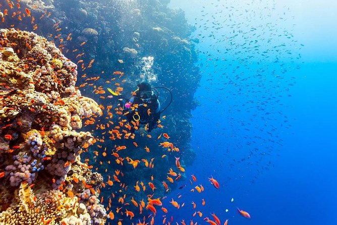 Intro Scuba Diving Beginners Full Day Boat Trip 2 Stops Diving & Lunch– Hurghada - Is $20 good value for a full day?