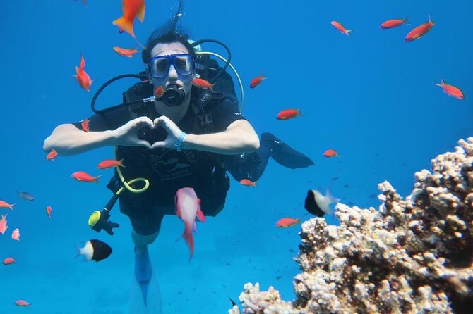 Introduction: Diving from the Reef in Sharm El Sheikh - A one-hour introduction to the Red Sea