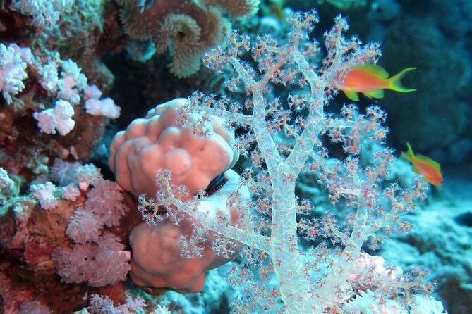 Introduction: Diving from the Reef in Sharm El Sheikh - Sandy reef access at 6 or 7 meters