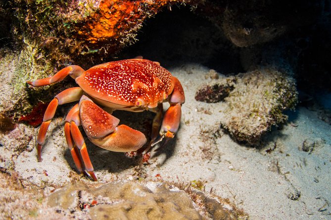 Introduction Shore Dive with Scubaçao (1 dive) - What the underwater time feels like for a first-timer