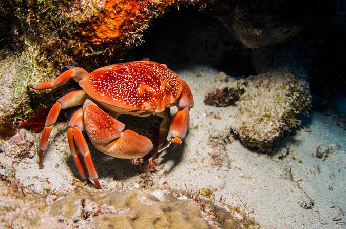 Introduction Shore Dive with Scubaçao (1 dive) - Is $130 a fair price?
