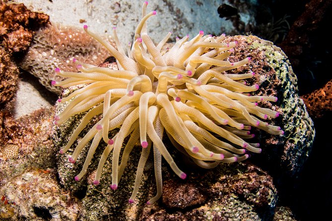 Introduction Shore Dive with Scubaçao (1 dive) - Morning or afternoon, and how to plan the day