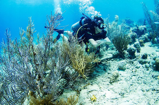 Introduction Shore Dive with Scubaçao (1 dive) - Who should book this experience?