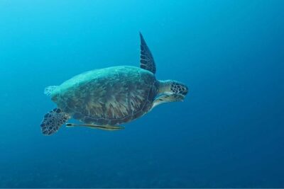 Introduction Shore Dive with Scubaçao (2 dives)