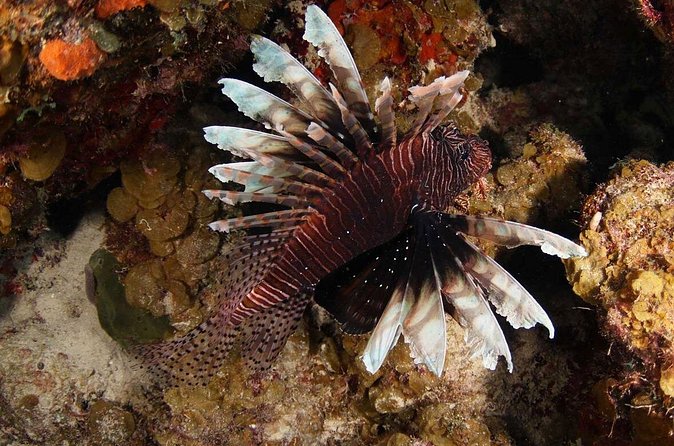 Introduction Shore Dive with Scubaçao (2 dives) - What the private format changes