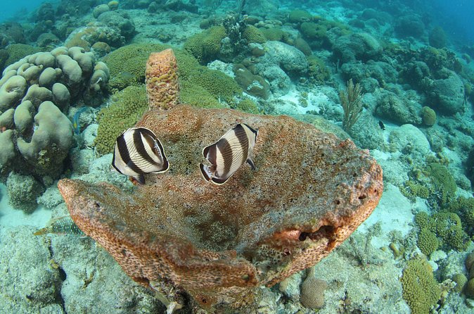 Introduction Shore Dive with Scubaçao (2 dives) - Equipment, snacks, and what you still need
