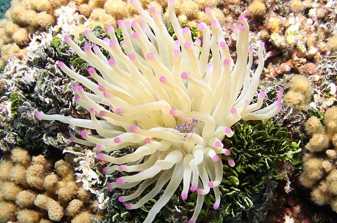 Introduction Shore Dive with Scubaçao (2 dives) - The guides are a major part of the appeal